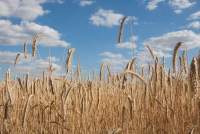 Kornfeld mit Himmel